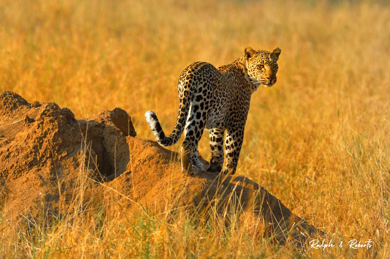 Safaris (1280 x 850 px) (36)