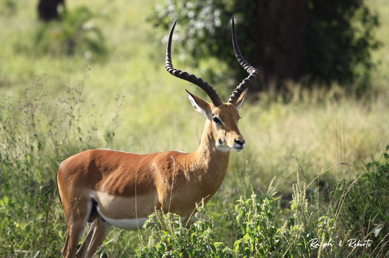 Safaris (1280 x 850 px) (42)