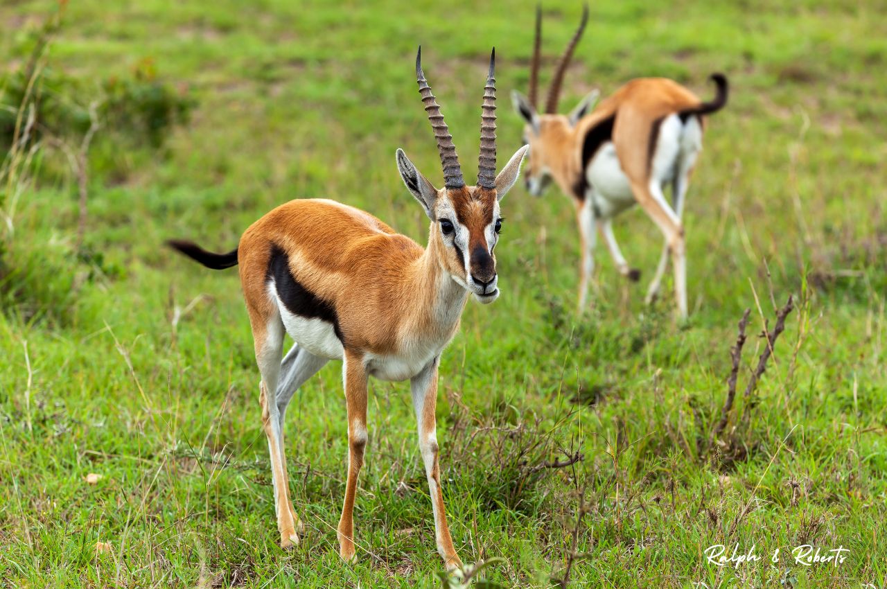 Safaris (1280 x 850 px) (43)