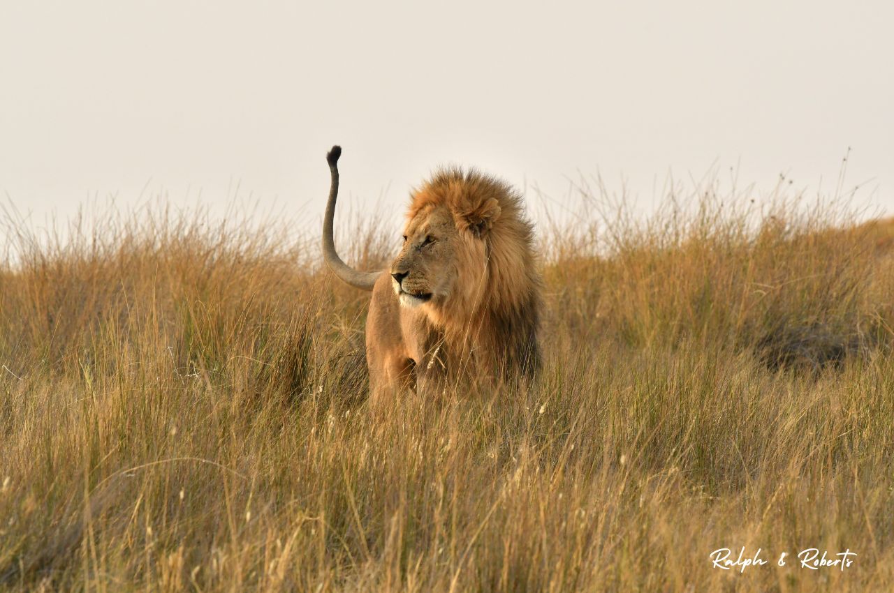 Safaris (1280 x 850 px) (47)