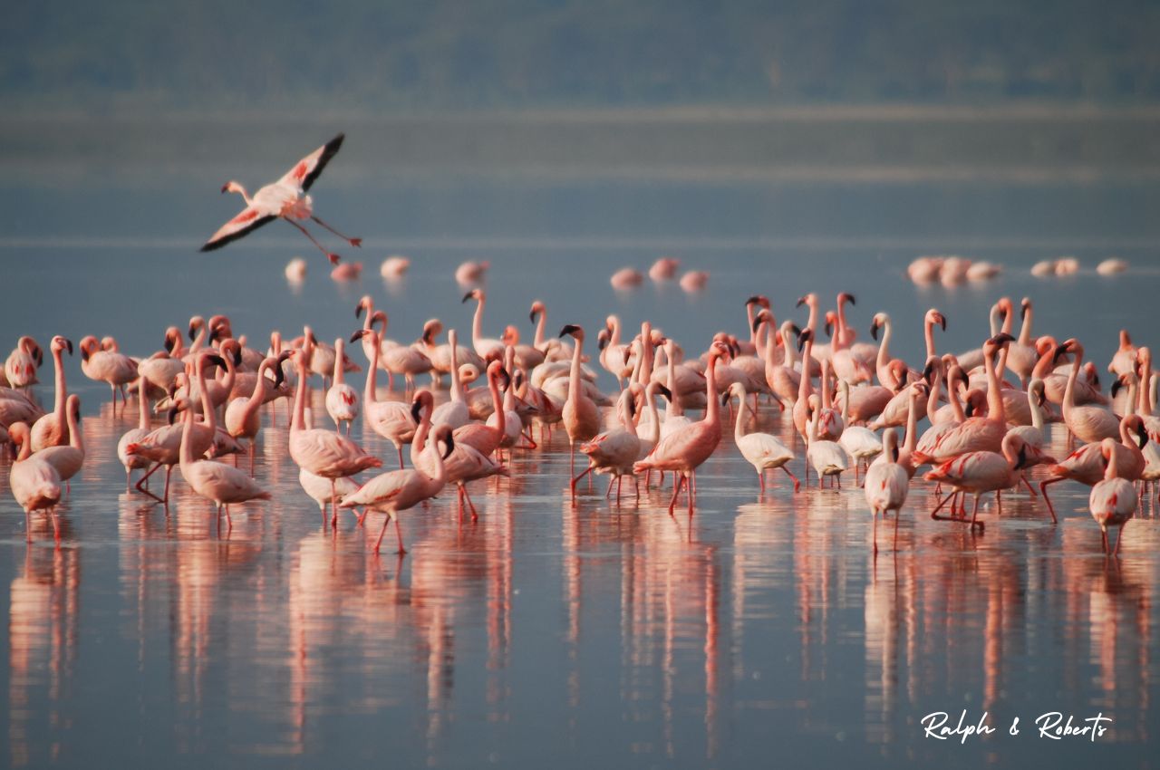 Safaris (1280 x 850 px) (49)