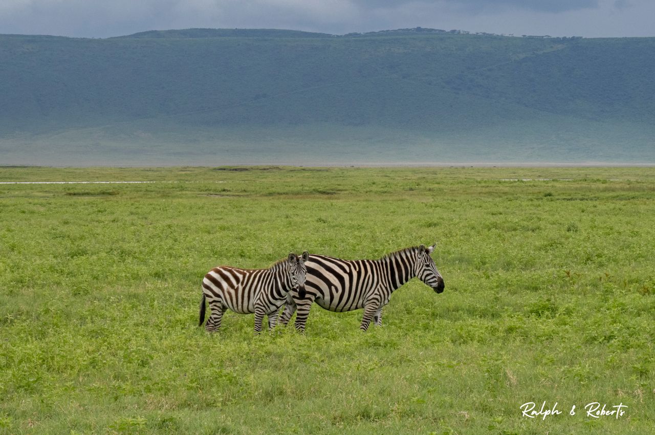 Safaris (1280 x 850 px) (51)
