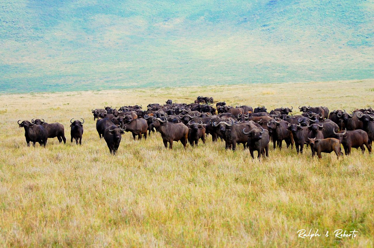 Safaris (1280 x 850 px) (53)