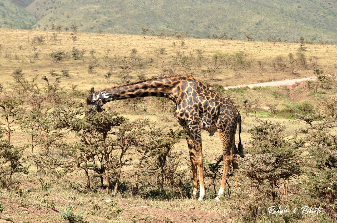 Safaris (1280 x 850 px) (56)