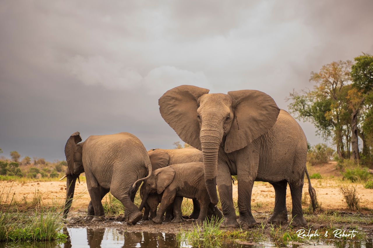 Safaris (1280 x 850 px) (65)