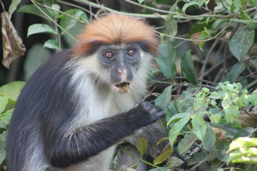 udzungwa-mountains-national-park-234768